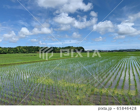 千葉県 多古町 5月 千葉県 多古町 5月 65846428