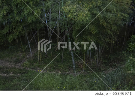 【夏イメージ】ヒメボタルの乱舞 65846971