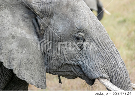 タンザニア・セレンゲティ国立公園で見かけた食事をするアフリカゾウ タンザニア・セレンゲティ国立公園で見かけた食事をするアフリカゾウ 65847324