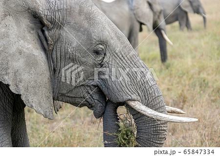 タンザニア・セレンゲティ国立公園で見かけた食事をするアフリカゾウ タンザニア・セレンゲティ国立公園で見かけた食事をするアフリカゾウ 65847334