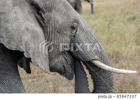 タンザニア・セレンゲティ国立公園で見かけた食事をするアフリカゾウ タンザニア・セレンゲティ国立公園で見かけた食事をするアフリカゾウ 65847337