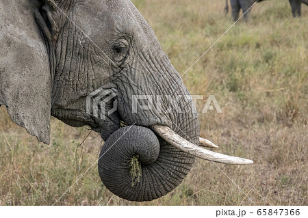african elephants eating