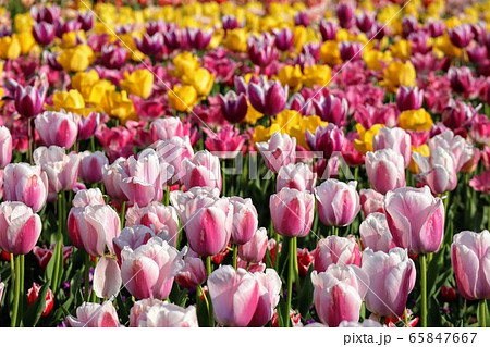 日本の一面のチューリップ畑のクローズアップ　　新潟県新潟市　いくとぴあ食花 65847667
