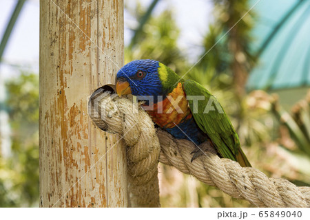 Rainbow Lorikeet, trichoglossus haematodus 65849040