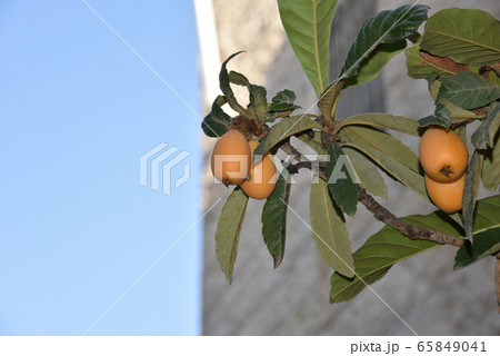 Fruit of loquat - Eriobotrya japonica - has become 65849041