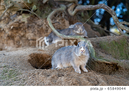 野生うさぎ 巣穴 ウサギの島 大久野島 野生うさぎ 巣穴 ウサギの島 大久野島 65849044