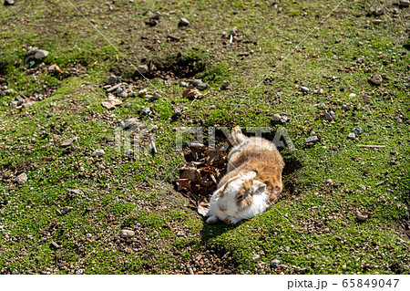 野生うさぎ 巣穴 ウサギの島 大久野島 野生うさぎ 巣穴 ウサギの島 大久野島 65849047