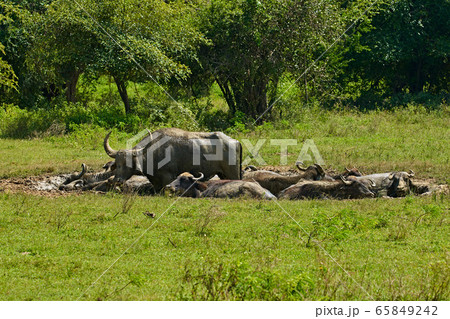 Indian wild water buffalo Yala National Park Sri Lanka Ceylon Indian wild water buffalo Yala National Park Sri Lanka Ceylon 65849242
