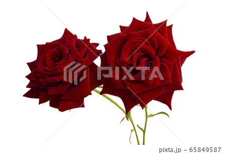 red rose isolated 65849587