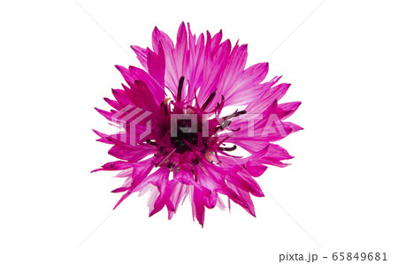 cornflower flower cornflower flower 65849681