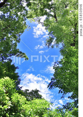 青空 65850946