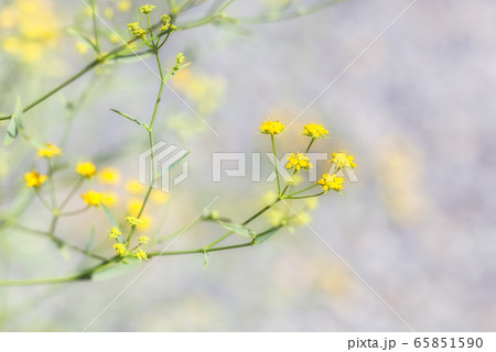 ミシマサイコの花 65851590