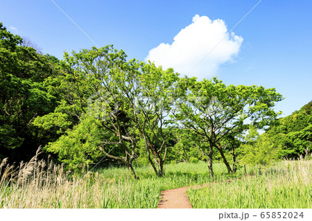 湿原(初夏) 湿原(初夏) 65852024