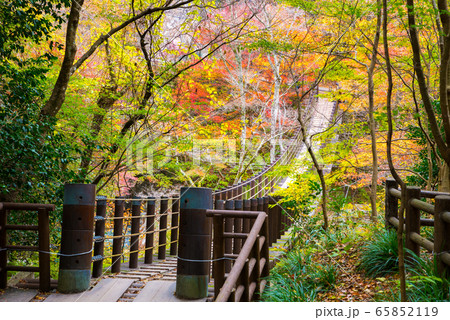 花貫渓谷の秋 汐見滝吊り橋と紅葉風景 （茨城県高萩市） 2019年11月撮影 65852119
