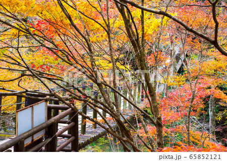 花貫渓谷の秋 汐見滝吊り橋と紅葉風景 （茨城県高萩市） 2019年11月撮影 65852121