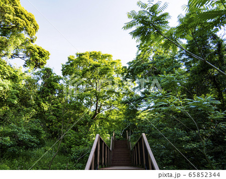 湿原(初夏) 湿原(初夏) 65852344