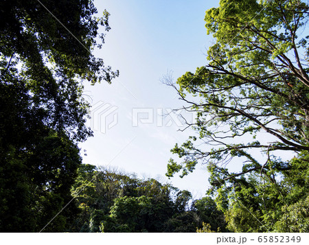 湿原（初夏） 65852349