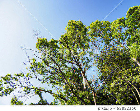 湿原（初夏） 65852350