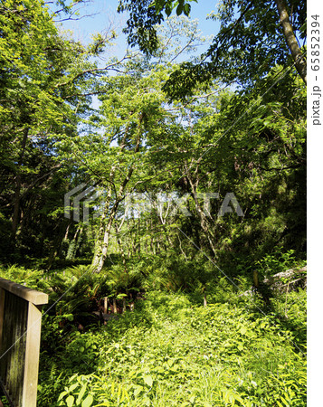 湿原（初夏） 65852394