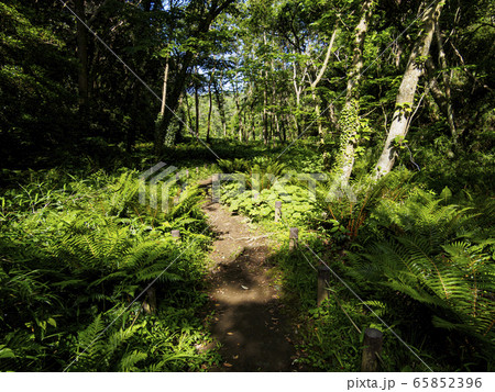 湿原（初夏） 65852396