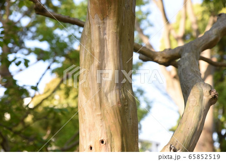 サルスベリの樹皮 サルスベリの樹皮 65852519