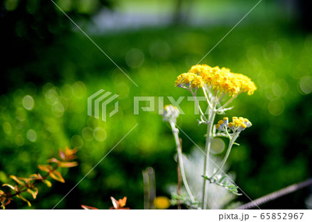 シロタエギクの花 シロタエギクの花 65852967