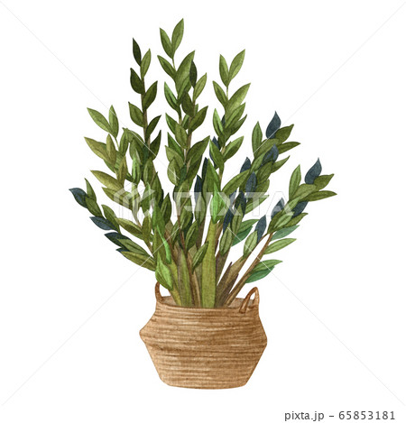Indoor plant watercolor illustration. Home plants, ZZ Plant (Zamioculcas) in a pot. Indoor plant watercolor illustration. Home plants, ZZ Plant (Zamioculcas) in a pot. 65853181