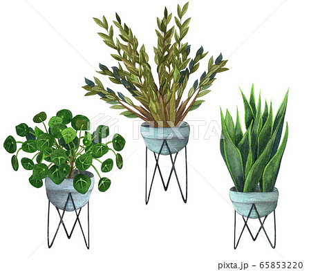Indoor plants in a pot . watercolor set. Home plants potted. Hand drawn illustration. ZZ Plant (Zamioculcas), Snake Plant (Sansevieria), Chinese money plants or missionary plant. Indoor plants in a pot . watercolor set. Home plants potted. Hand drawn illustration. ZZ Plant (Zamioculcas), Snake Plant (Sansevieria), Chinese money plants or missionary plant. 65853220