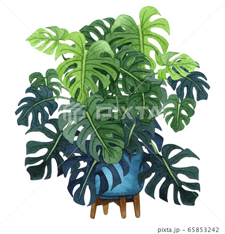 Indoor plant watercolor illustration. Home plants, monstera plant with big green leaves in a blue pot. 65853242