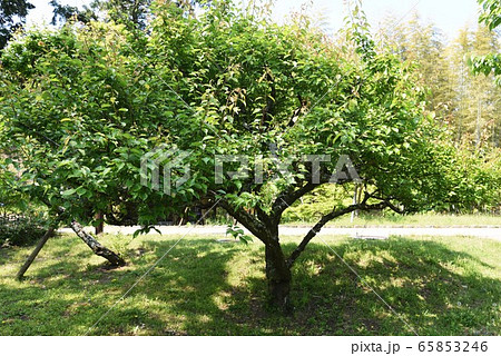 ウメの樹皮と実 ウメの樹皮と実 65853246