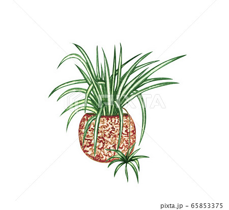 Watercolor botanical illustrations of potted houseplant. Zig-Spider plant in a pot isolated on white background. Boho plant. Watercolor botanical illustrations of potted houseplant. Zig-Spider plant in a pot isolated on white background. Boho plant. 65853375