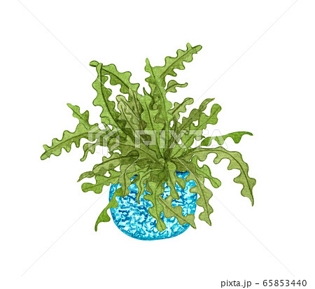 Watercolor botanical illustrations of potted house plant. Zig-Zag Cactus in a pot isolated on white background. Boho plant. Bird's Nest Fern 65853440