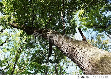 クスノキ・樹皮と葉・幹 65853536