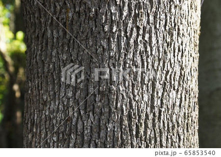クスノキ・樹皮と葉・幹 65853540
