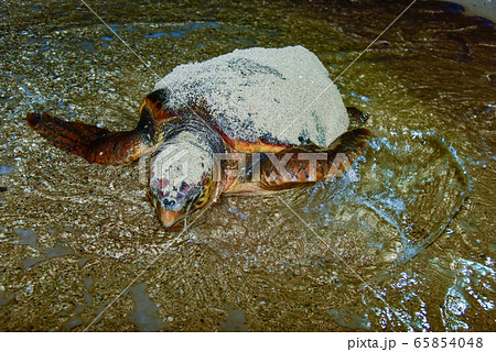 ウミガメの産卵 65854048