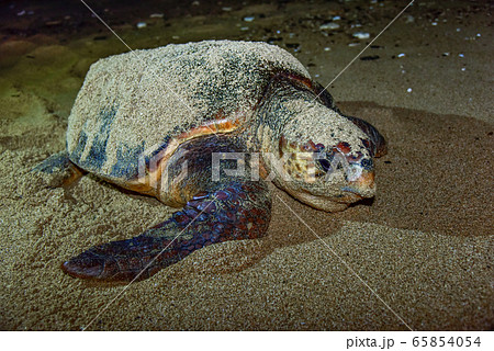 ウミガメの産卵の写真素材