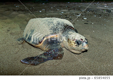 ウミガメの産卵 65854055