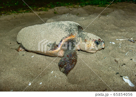 ウミガメの産卵 ウミガメの産卵 65854056