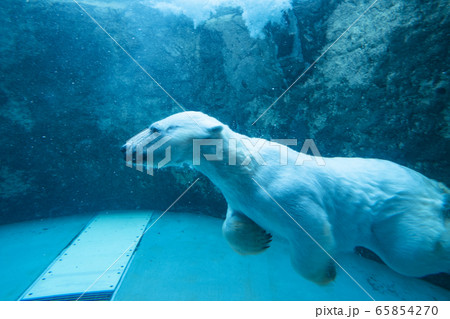北海道旭山動物園の水槽にいる白くま 北海道旭山動物園の水槽にいる白くま 65854270