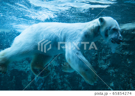 北海道旭山動物園の水槽にいる白くま 北海道旭山動物園の水槽にいる白くま 65854274