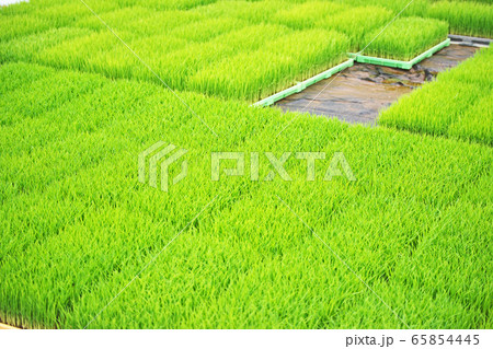 鮮やかな緑色のイネの苗 65854445