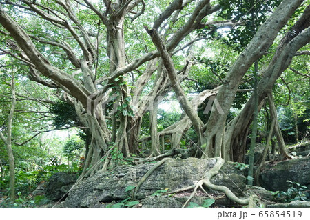 岩を抱き込むガジュマル 65854519