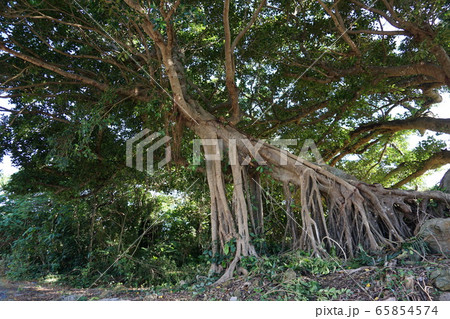 まるで滑り台。ガジュマル 65854574