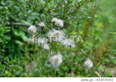 キツネアザミの綿毛 65854593