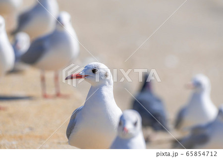ユリカモメ　竹島　アップ　【愛知県】 65854712