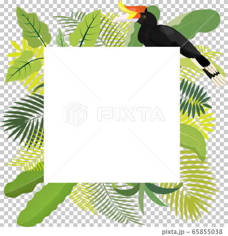 叢林框架犀鳥[馬來西亞婆羅洲] 65855038