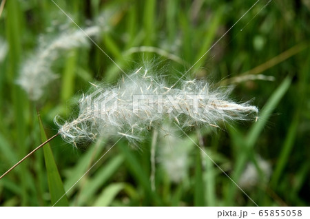 チガヤの花穗 チガヤの花穗 65855058