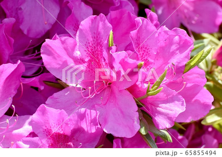 三鷹中原に咲くピンクのツツジ(オオムラサキ)の花 65855494