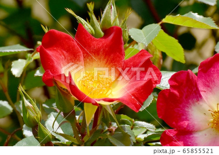 三鷹中原に咲く赤い一重のバラ(カクテル)の花 三鷹中原に咲く赤い一重のバラ(カクテル)の花 65855521