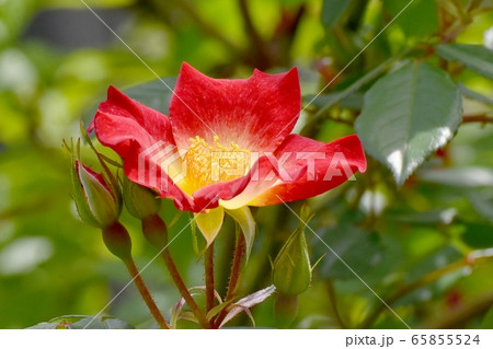 三鷹中原に咲く赤い一重のバラ(カクテル)の花 65855524